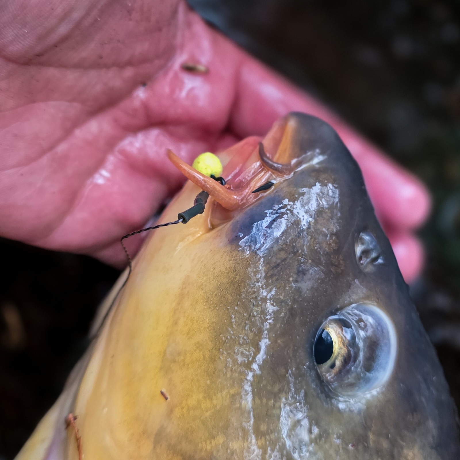Floating Pop-Up Boilies - Image 10